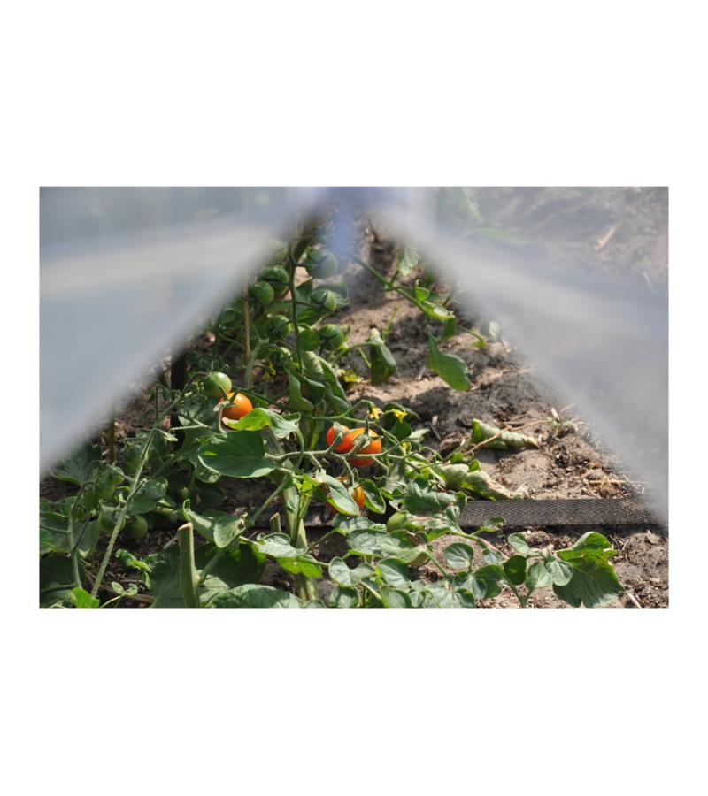 Sweet Rocket tunnelkas